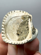 Load image into Gallery viewer, Bivalve (Pelecypoda) Fossil Sea Shell with Chalcopyrite | Mineralized Fossil Specimen | Indonesia