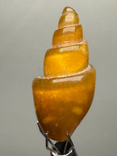 Load image into Gallery viewer, Agatized Gastropod Fossil Specimen | Morocco