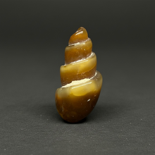 Load image into Gallery viewer, Agatized Gastropod Fossil Specimen | Morocco