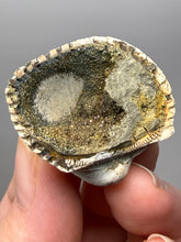 Load image into Gallery viewer, Bivalve (Pelecypoda) Fossil Sea Shell with Chalcopyrite | Mineralized Fossil Specimen | Indonesia