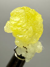 Load image into Gallery viewer, Vibrant Yellow Brucite Thumbnail Mineral Specimen | Collector Crystal from Killa Saifullah District in Balochistan Province, Pakistan