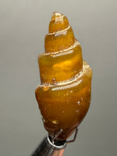 Load image into Gallery viewer, Agatized Gastropod Fossil Specimen | Morocco