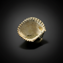 Load image into Gallery viewer, Bivalve (Pelecypoda) Fossil Sea Shell with Chalcopyrite | Mineralized Fossil Specimen | Indonesia
