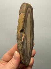 Load image into Gallery viewer, Stromatolite Fossil Slice | Ancient Microbial Reef Structure | Morocco