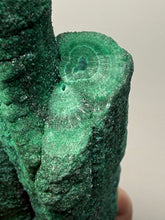 Load image into Gallery viewer, 6”+ Triple Malachite Stalactite — Botryoidal “Cave” Formation | DR Congo | Collector Mineral Specimen