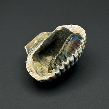 Load image into Gallery viewer, Bivalve (Pelecypoda) Fossil Sea Shell with Chalcopyrite | Mineralized Fossil Specimen | Indonesia