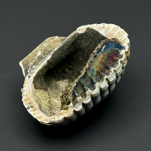 Load image into Gallery viewer, Bivalve (Pelecypoda) Fossil Sea Shell with Chalcopyrite | Mineralized Fossil Specimen | Indonesia