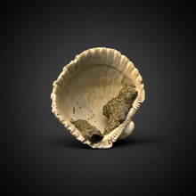 Load image into Gallery viewer, Bivalve (Pelecypoda) Fossil Sea Shell with Chalcopyrite | Mineralized Fossil Specimen | Indonesia