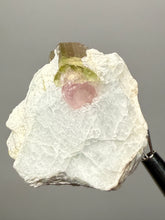 Load image into Gallery viewer, Watermelon Tourmaline on Matrix – Collector Mineral Specimen from Pakistan