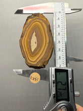 Load image into Gallery viewer, Stromatolite Fossil Slice | Ancient Microbial Reef Structure | Morocco
