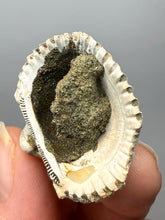 Load image into Gallery viewer, Bivalve (Pelecypoda) Fossil Sea Shell with Chalcopyrite | Mineralized Fossil Specimen | Indonesia
