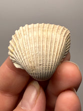 Load image into Gallery viewer, Bivalve (Pelecypoda) Fossil Sea Shell with Chalcopyrite | Mineralized Fossil Specimen | Indonesia