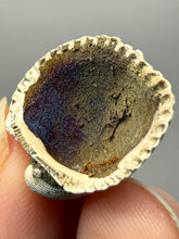 Load image into Gallery viewer, Bivalve (Pelecypoda) Fossil Sea Shell with Chalcopyrite | Mineralized Fossil Specimen | Indonesia