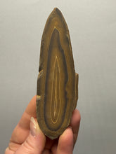 Load image into Gallery viewer, Stromatolite Fossil Slice | Ancient Microbial Reef Structure | Morocco