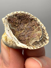 Load image into Gallery viewer, Bivalve (Pelecypoda) Fossil Sea Shell with Chalcopyrite | Mineralized Fossil Specimen | Indonesia