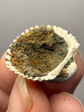 Load image into Gallery viewer, Bivalve (Pelecypoda) Fossil Sea Shell with Chalcopyrite | Mineralized Fossil Specimen | Indonesia