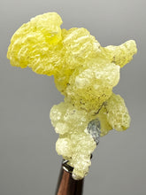 Load image into Gallery viewer, Vibrant Yellow Brucite Thumbnail Mineral Specimen | Collector Crystal from Killa Saifullah District in Balochistan Province, Pakistan