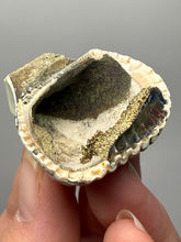 Load image into Gallery viewer, Bivalve (Pelecypoda) Fossil Sea Shell with Chalcopyrite | Mineralized Fossil Specimen | Indonesia