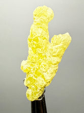 Load image into Gallery viewer, Vibrant Yellow Brucite Thumbnail Mineral Specimen | Collector Crystal from Killa Saifullah District in Balochistan Province, Pakistan