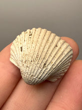 Load image into Gallery viewer, Bivalve (Pelecypoda) Fossil Sea Shell with Chalcopyrite | Mineralized Fossil Specimen | Indonesia