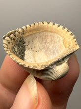 Load image into Gallery viewer, Bivalve (Pelecypoda) Fossil Sea Shell with Chalcopyrite | Mineralized Fossil Specimen | Indonesia