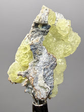 Load image into Gallery viewer, Vibrant Yellow Brucite Thumbnail Mineral Specimen | Collector Crystal from Killa Saifullah District in Balochistan Province, Pakistan