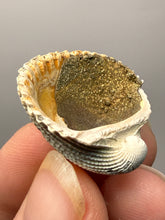 Load image into Gallery viewer, Bivalve (Pelecypoda) Fossil Sea Shell with Chalcopyrite | Mineralized Fossil Specimen | Indonesia