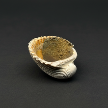 Load image into Gallery viewer, Bivalve (Pelecypoda) Fossil Sea Shell with Chalcopyrite | Mineralized Fossil Specimen | Indonesia