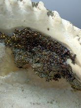 Load image into Gallery viewer, Bivalve (Pelecypoda) Fossil Sea Shell with Chalcopyrite | Mineralized Fossil Specimen | Indonesia