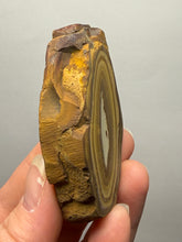 Load image into Gallery viewer, Stromatolite Fossil Slice | Ancient Microbial Reef Structure | Morocco