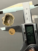 Load image into Gallery viewer, Bivalve (Pelecypoda) Fossil Sea Shell with Chalcopyrite | Mineralized Fossil Specimen | Indonesia