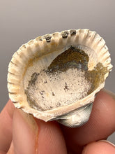 Load image into Gallery viewer, Bivalve (Pelecypoda) Fossil Sea Shell with Chalcopyrite | Mineralized Fossil Specimen | Indonesia