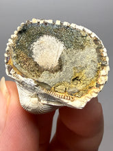 Load image into Gallery viewer, Bivalve (Pelecypoda) Fossil Sea Shell with Chalcopyrite | Mineralized Fossil Specimen | Indonesia