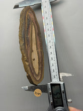 Load image into Gallery viewer, Stromatolite Fossil Slice | Ancient Microbial Reef Structure | Morocco