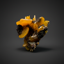 Load image into Gallery viewer, High-Grade Orange Wulfenite Collector Display Specimen | La Morita Mine, Chihuahua, Mexico