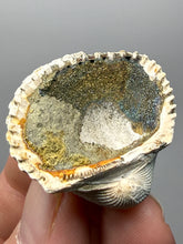 Load image into Gallery viewer, Bivalve (Pelecypoda) Fossil Sea Shell with Chalcopyrite | Mineralized Fossil Specimen | Indonesia