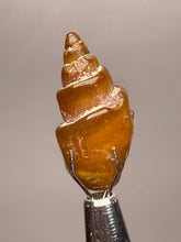 Load image into Gallery viewer, Agatized Gastropod Fossil Specimen | Morocco