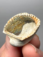 Load image into Gallery viewer, Bivalve (Pelecypoda) Fossil Sea Shell with Chalcopyrite | Mineralized Fossil Specimen | Indonesia