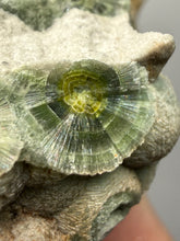 Load image into Gallery viewer, High-Grade Green Wavellite Collectors Specimen - Radiating Botryoidal Crystal Formation - Arkansas, USA