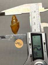 Load image into Gallery viewer, Agatized Gastropod Fossil Specimen | Morocco
