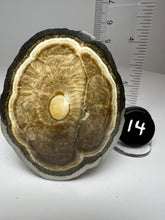 Load image into Gallery viewer, BARITE, MARCASITE Polished Free Form • Lubin Mine, KGHM, Lubin District, Legnica, Lower Silesial, Poland