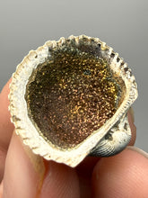 Load image into Gallery viewer, Bivalve (Pelecypoda) Fossil Sea Shell with Chalcopyrite | Mineralized Fossil Specimen | Indonesia
