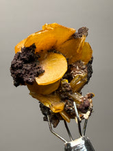 Load image into Gallery viewer, High-Grade Orange Wulfenite Collector Display Specimen | La Morita Mine, Chihuahua, Mexico