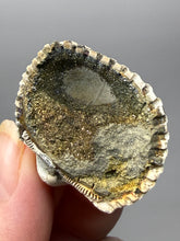 Load image into Gallery viewer, Bivalve (Pelecypoda) Fossil Sea Shell with Chalcopyrite | Mineralized Fossil Specimen | Indonesia