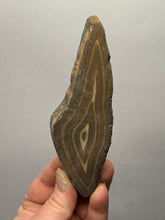 Load image into Gallery viewer, Stromatolite Fossil Slice | Ancient Microbial Reef Structure | Morocco