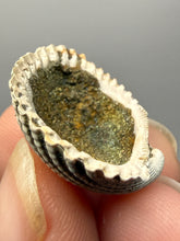 Load image into Gallery viewer, Bivalve (Pelecypoda) Fossil Sea Shell with Chalcopyrite | Mineralized Fossil Specimen | Indonesia