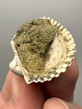 Load image into Gallery viewer, Bivalve (Pelecypoda) Fossil Sea Shell with Chalcopyrite | Mineralized Fossil Specimen | Indonesia