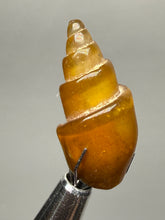 Load image into Gallery viewer, Agatized Gastropod Fossil Specimen | Morocco