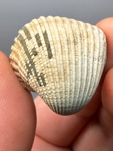 Load image into Gallery viewer, Bivalve (Pelecypoda) Fossil Sea Shell with Chalcopyrite | Mineralized Fossil Specimen | Indonesia