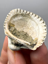 Load image into Gallery viewer, Bivalve (Pelecypoda) Fossil Sea Shell with Chalcopyrite | Mineralized Fossil Specimen | Indonesia